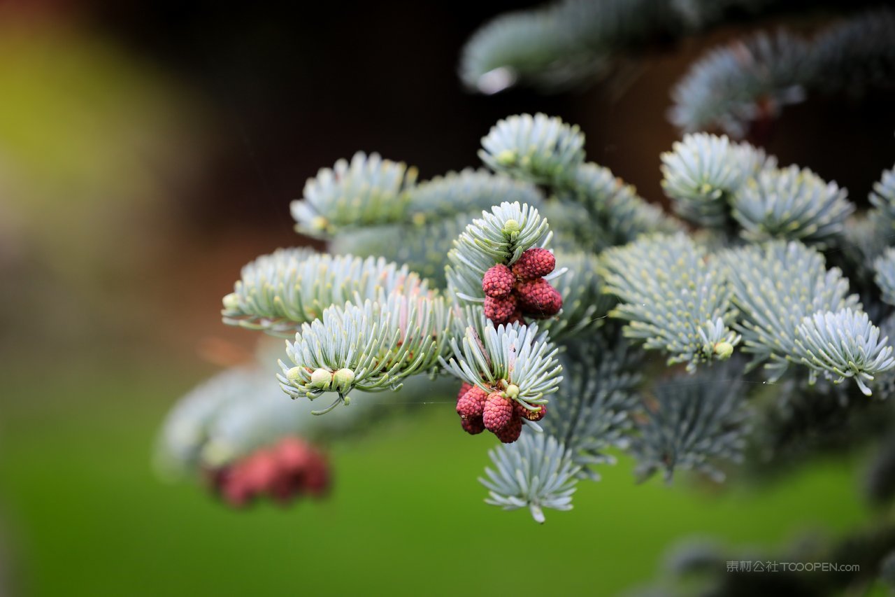 松树树枝高清风景画图片