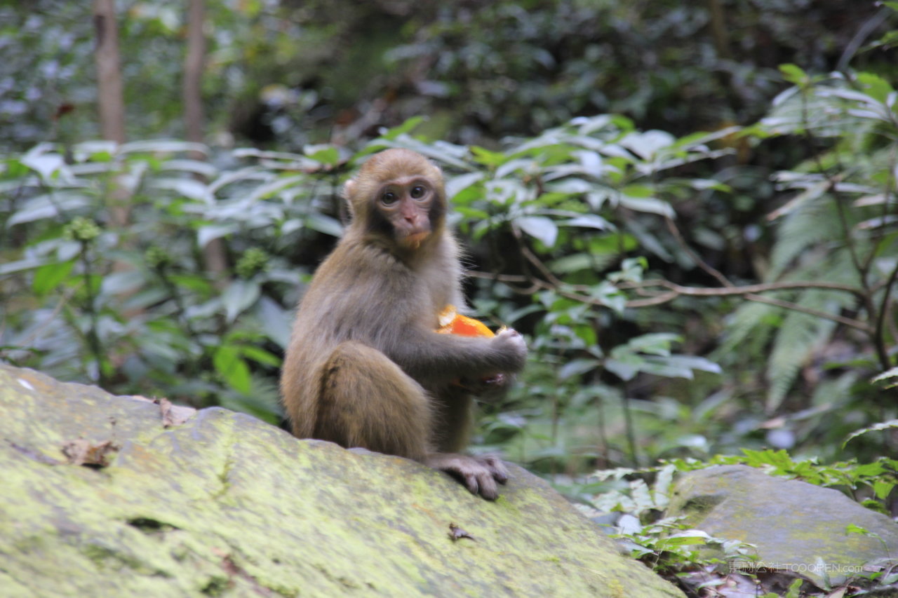 张家界风景画猴子摄影图