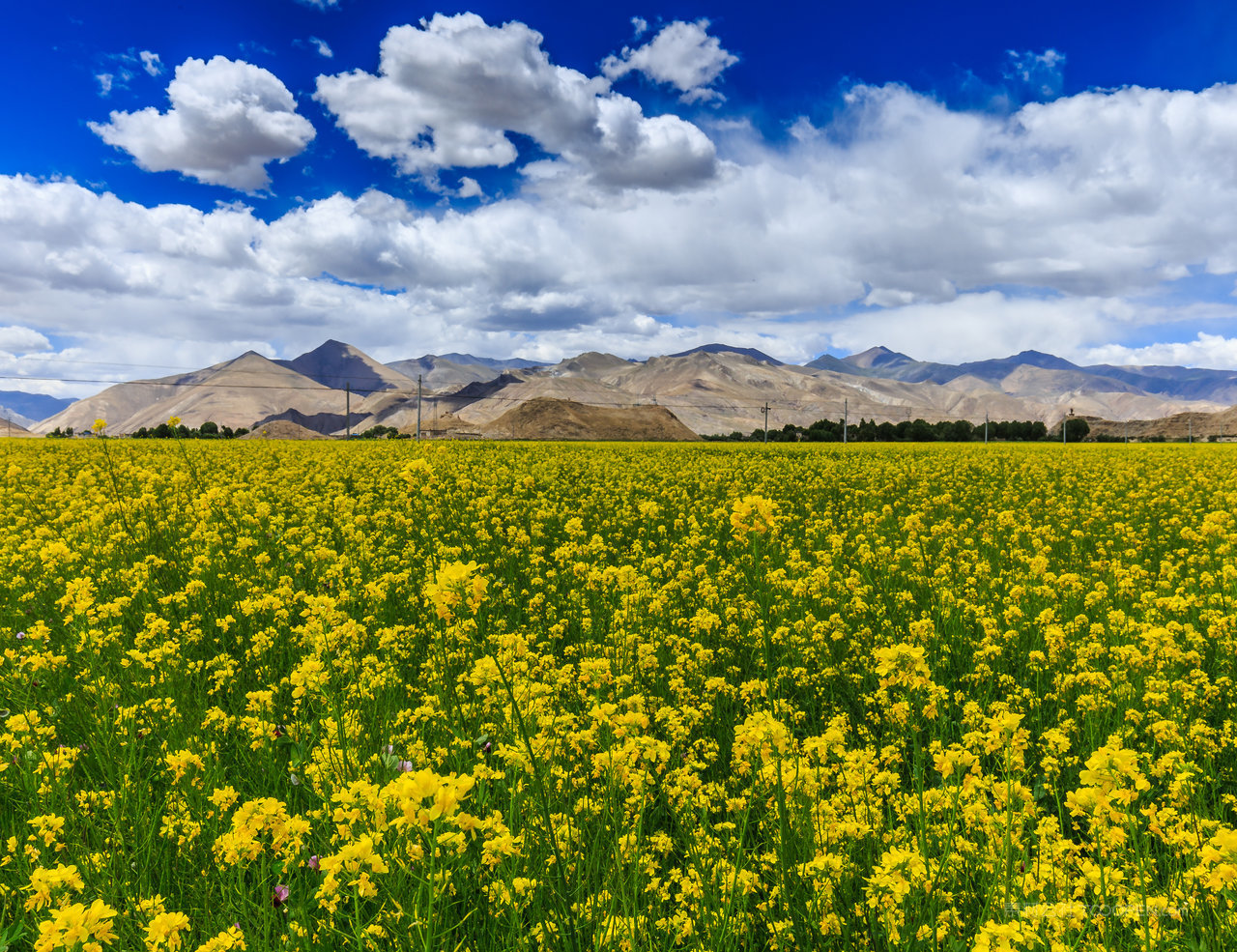 西藏油菜花风景画图片