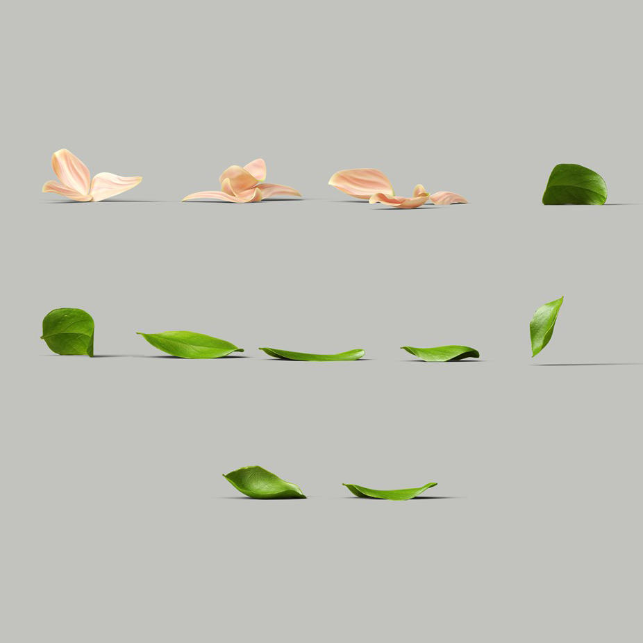 可爱的花瓣和叶子