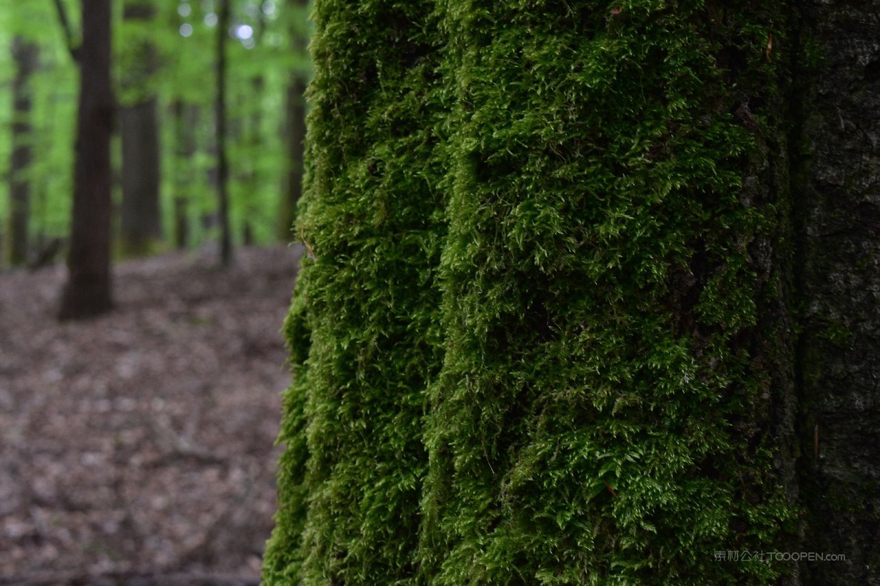 高清大树苔藓图片