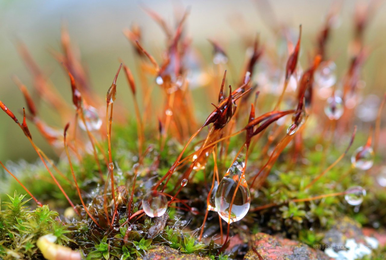 露珠苔藓风景画图片