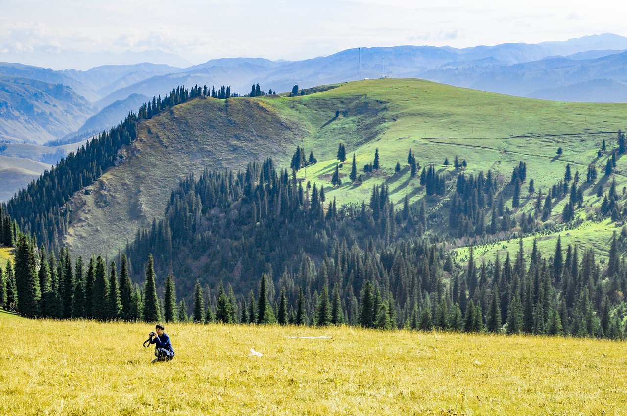 松树山脉高清风景画图片