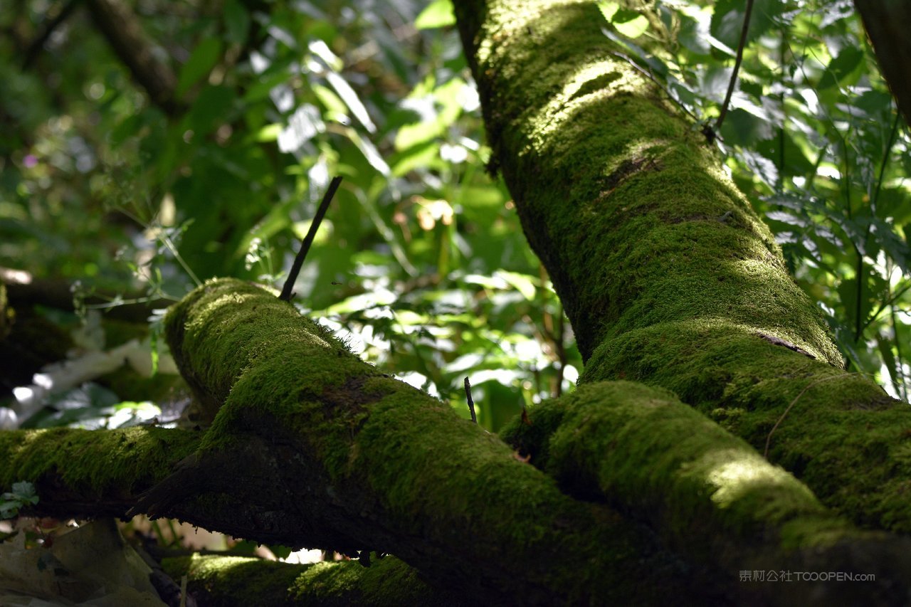 高清风景画大树苔藓图片