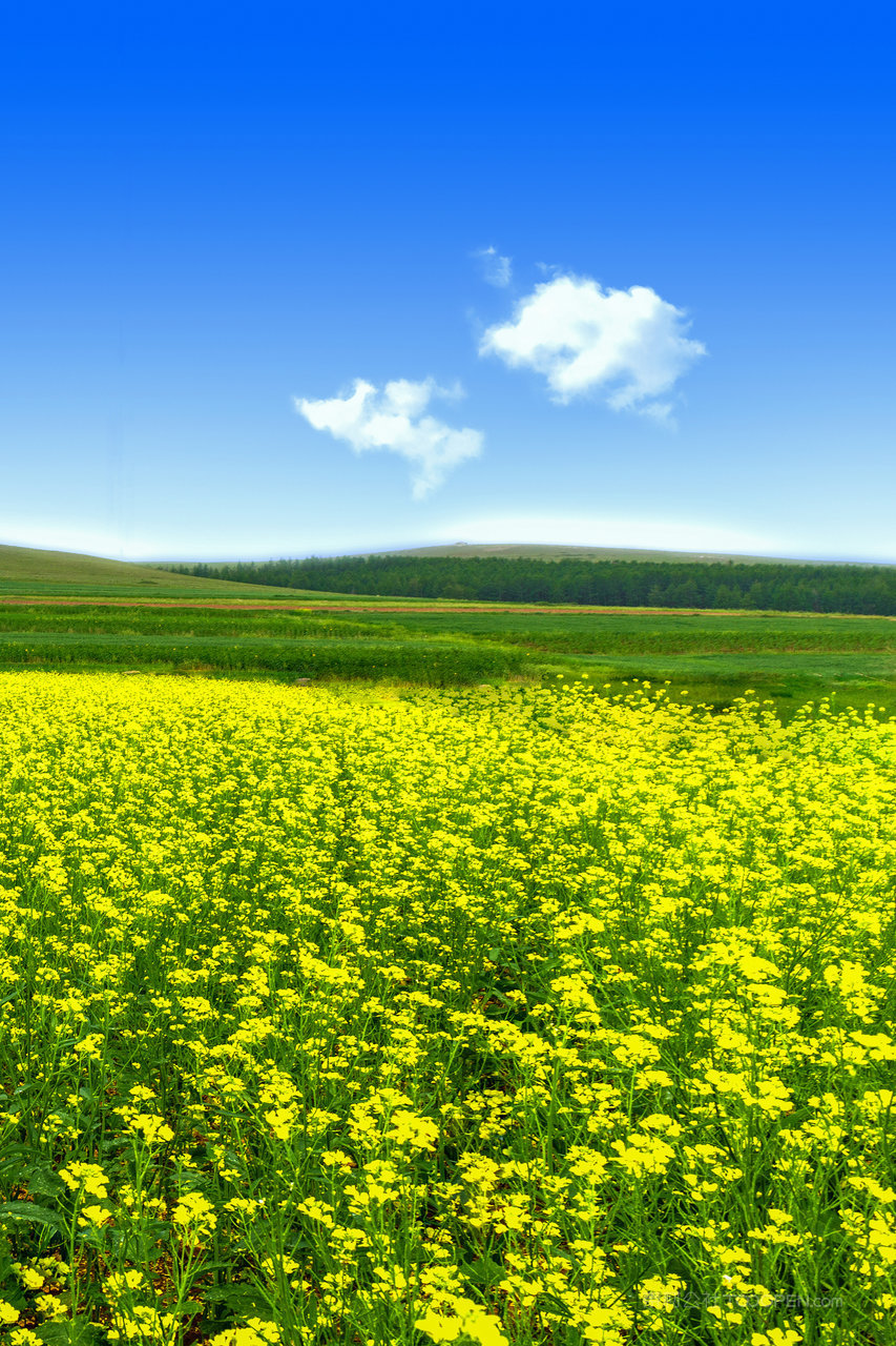 内蒙古武川油菜花地景观