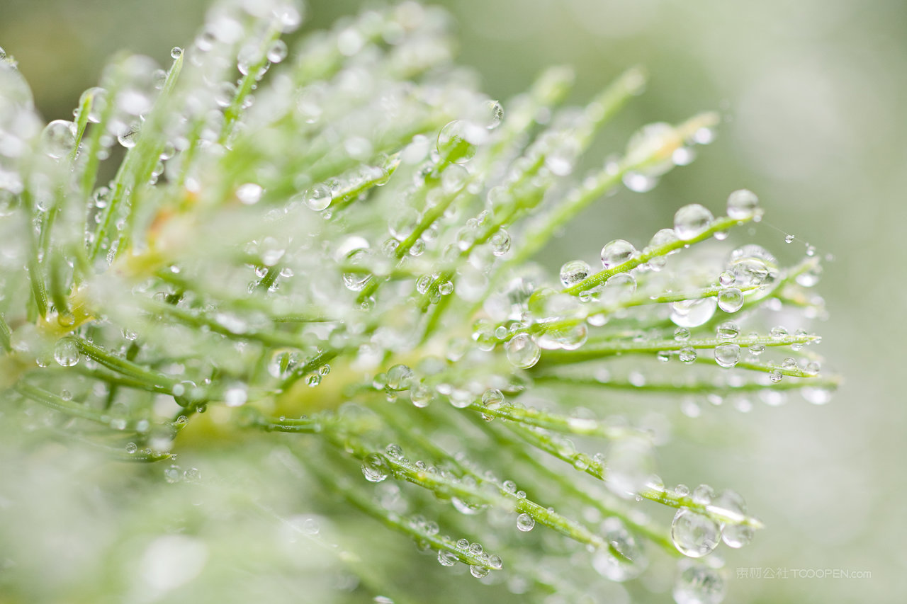 松树树枝高清风景画图片