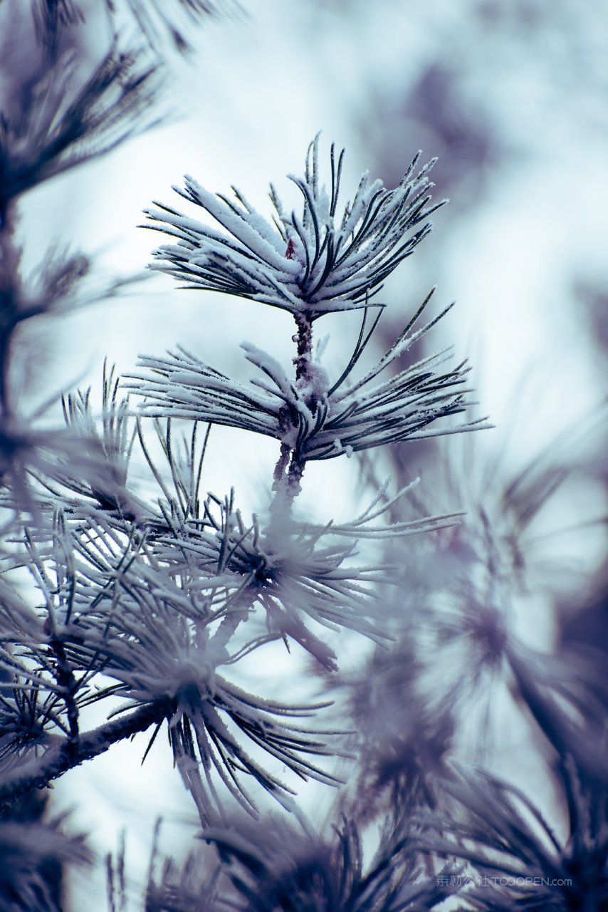 松树树枝高清风景画图片