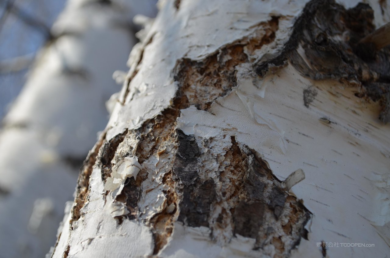 白桦树风景画图片