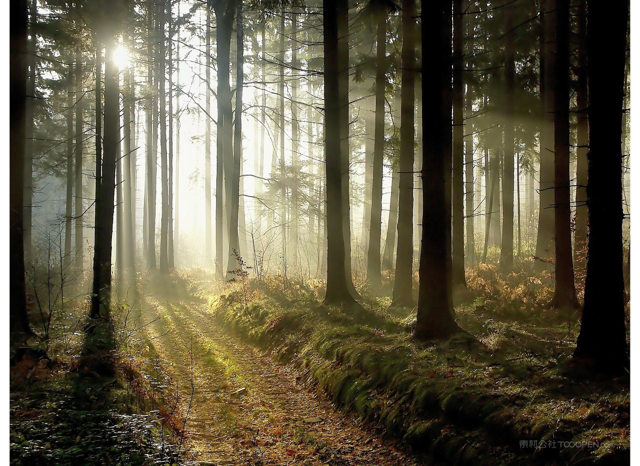 薄雾森林风景画图片