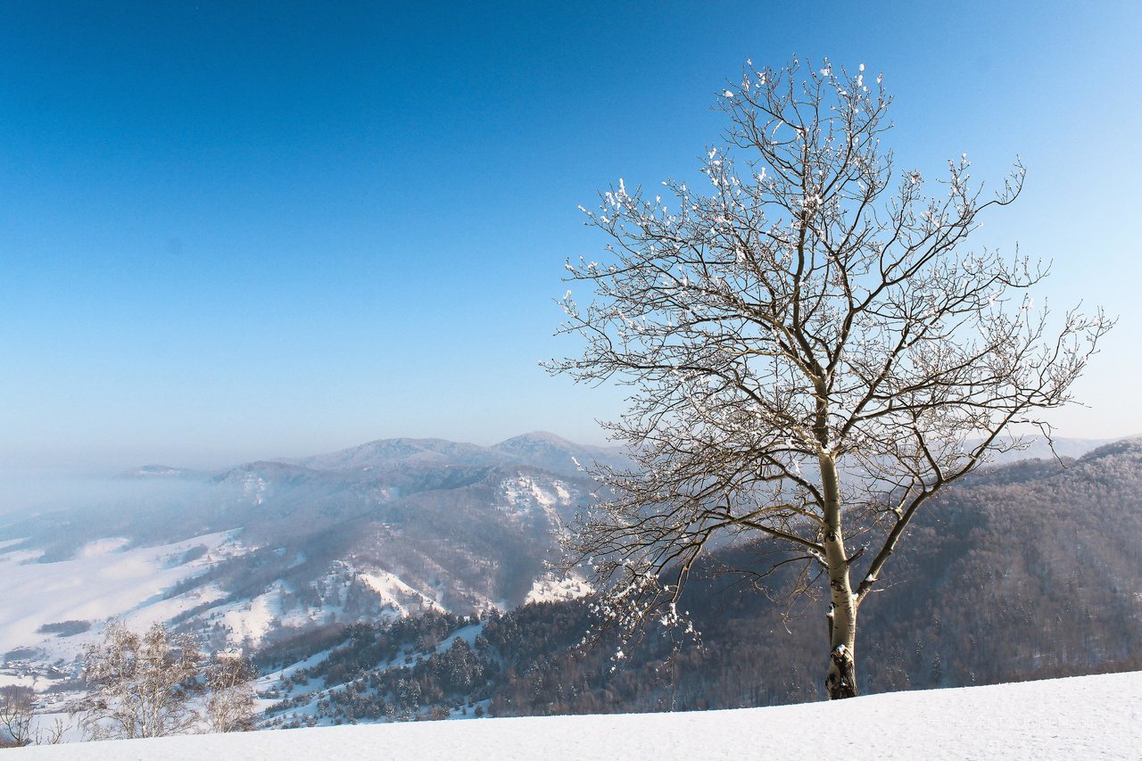 白桦树风景画图片