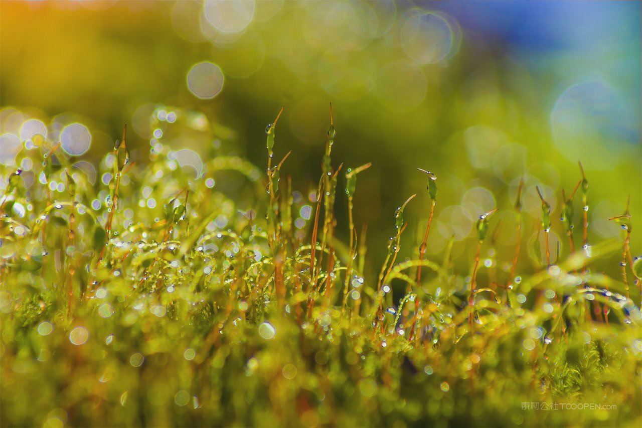 高清风景画苔藓图片