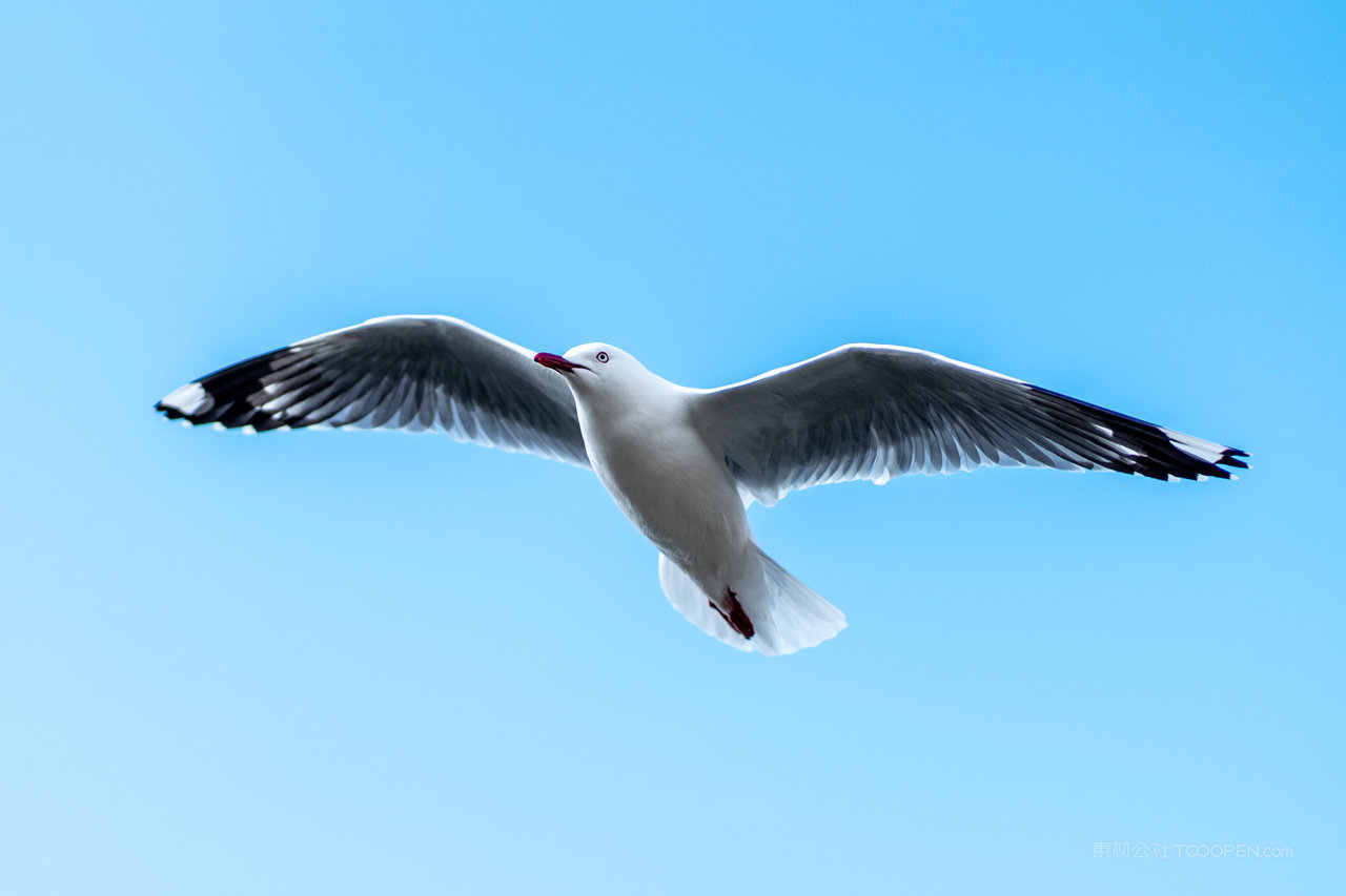 海鸥风景画图片素材