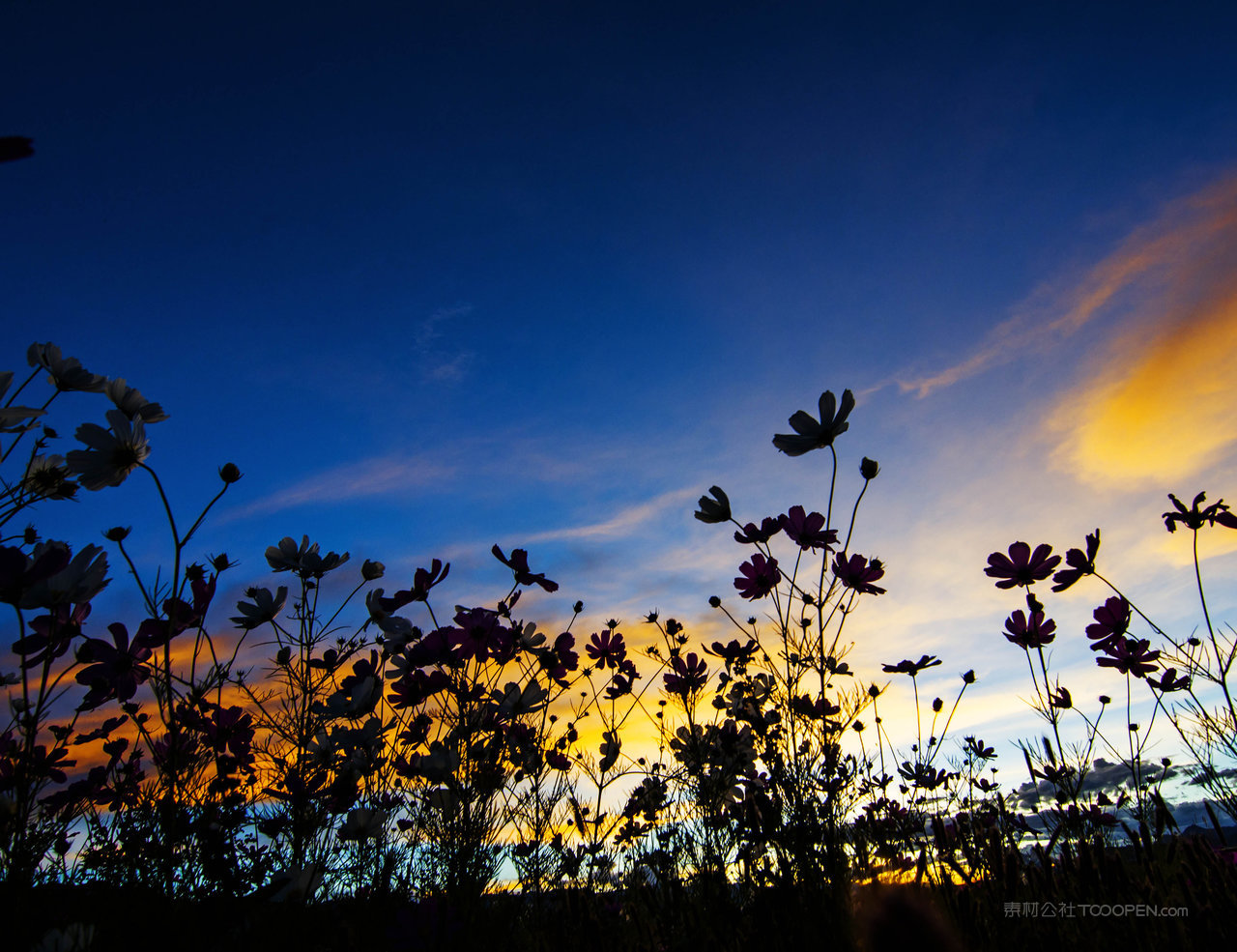 格桑花开摄影图