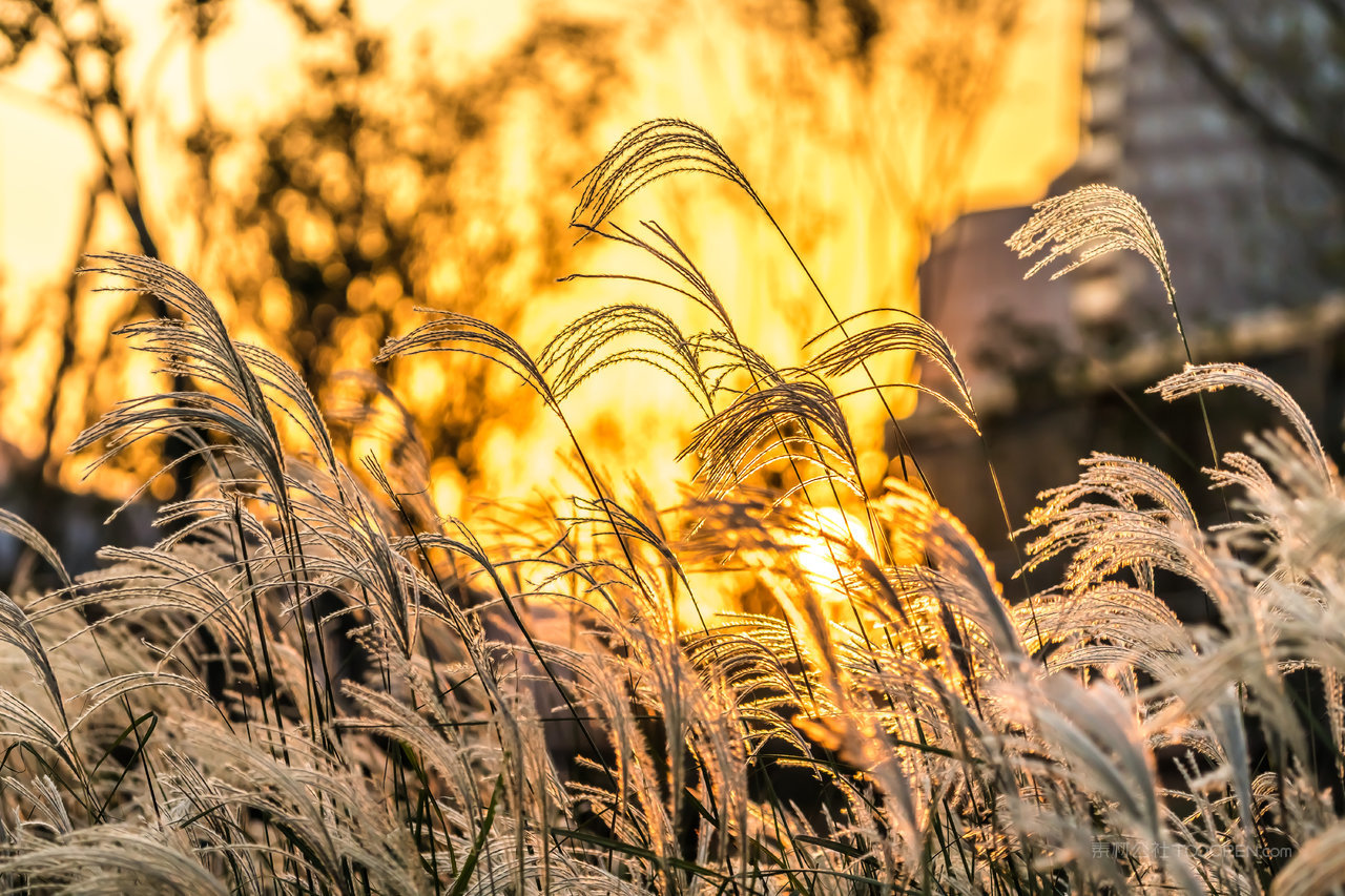 高清芦苇丛图片素材