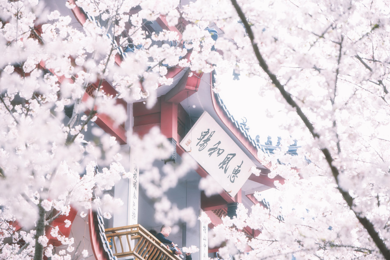 唯美樱花风景画图片