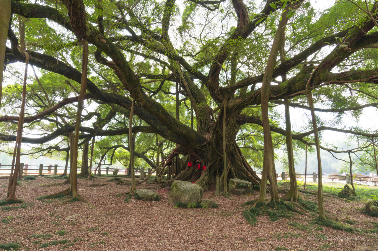 树林大树风景画摄影图