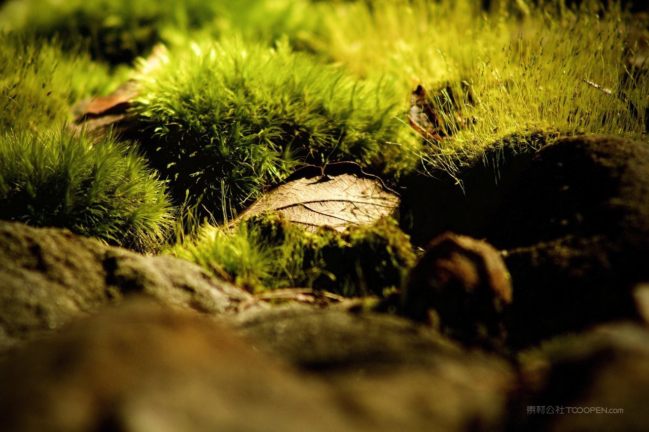 高清苔藓风景画图片