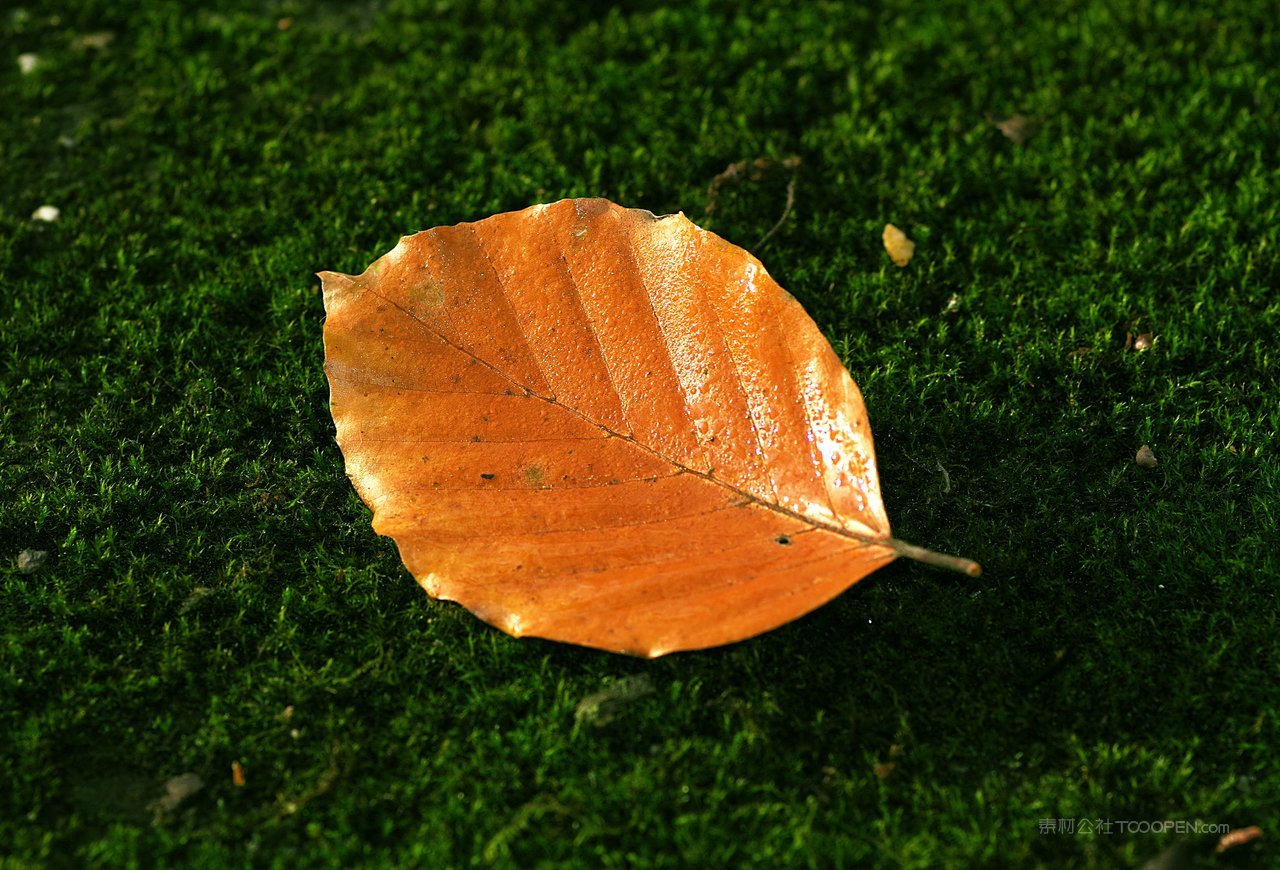 树叶苔藓高清风景画图片