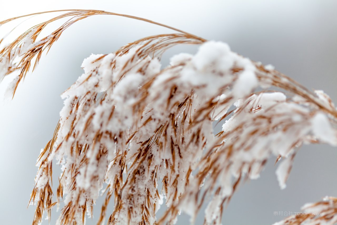 高清芦苇丛风景画