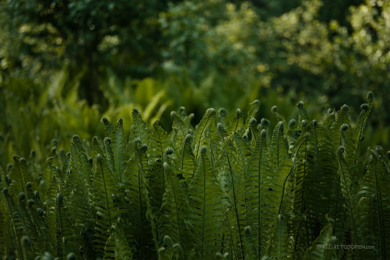高清绿色草地草坪