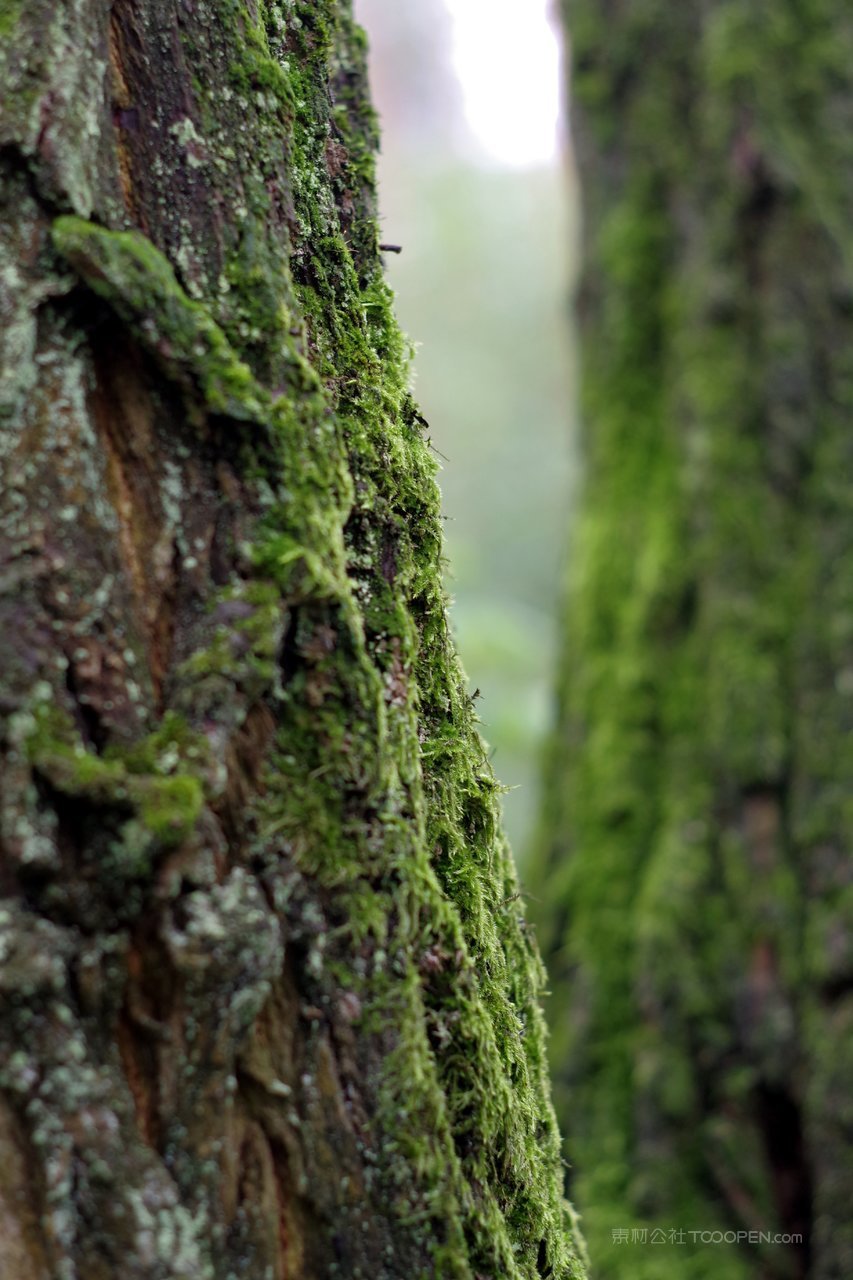 苔藓高清图片