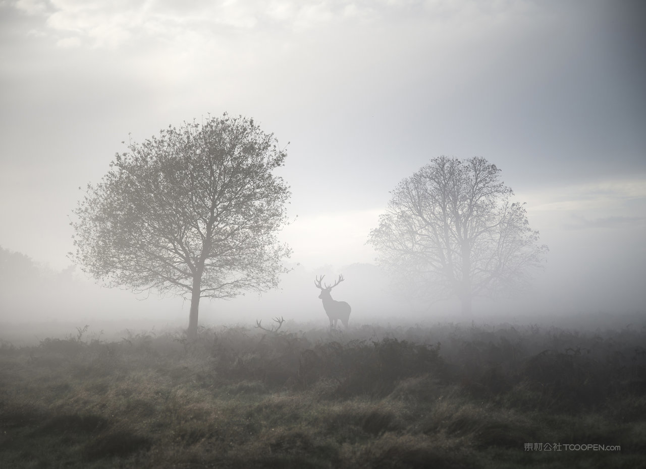 薄雾森林树林风景画图片