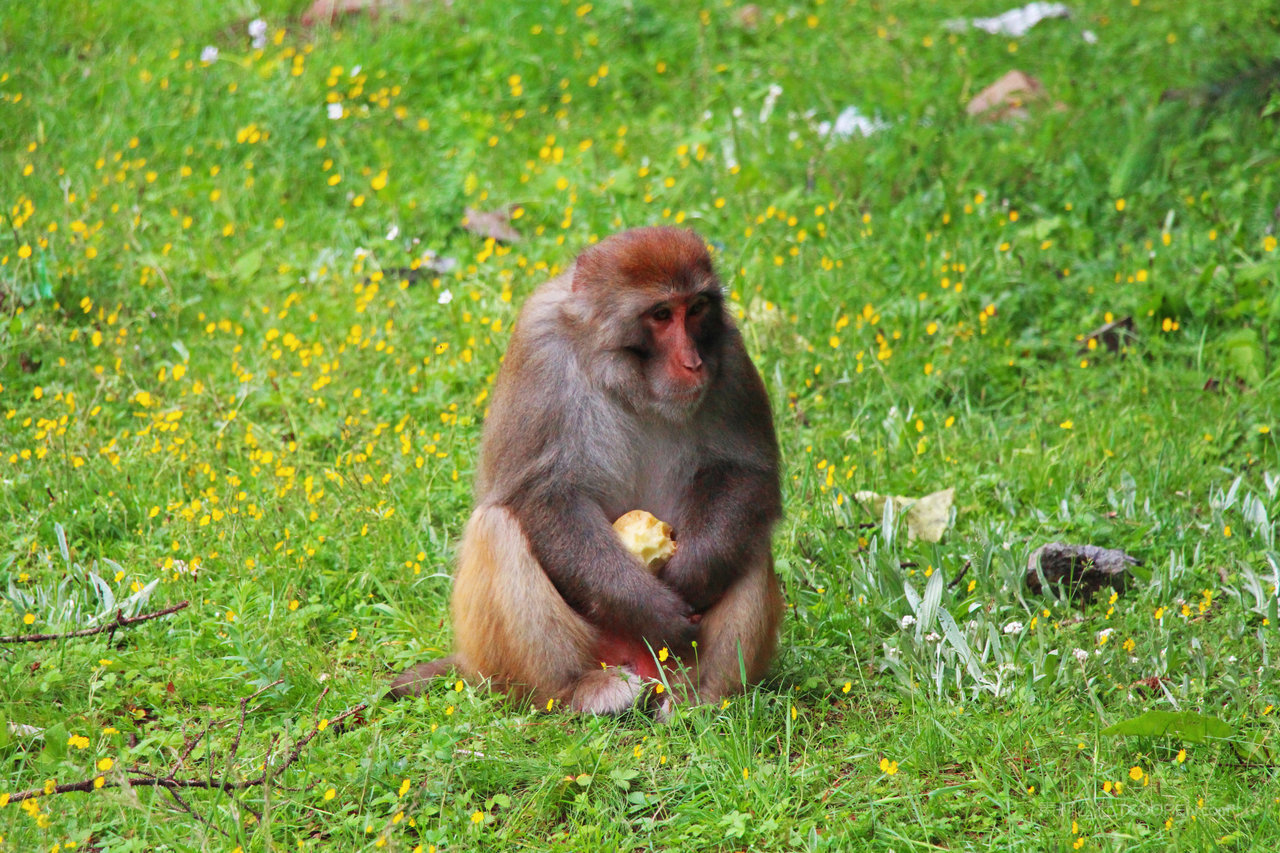 峨眉山野生呆萌猴子
