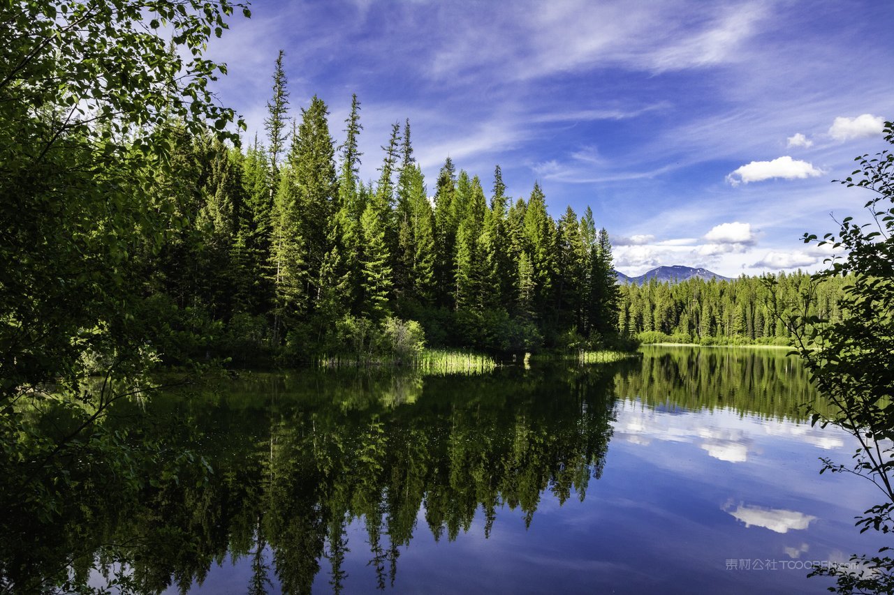 湖畔树林松树风景画