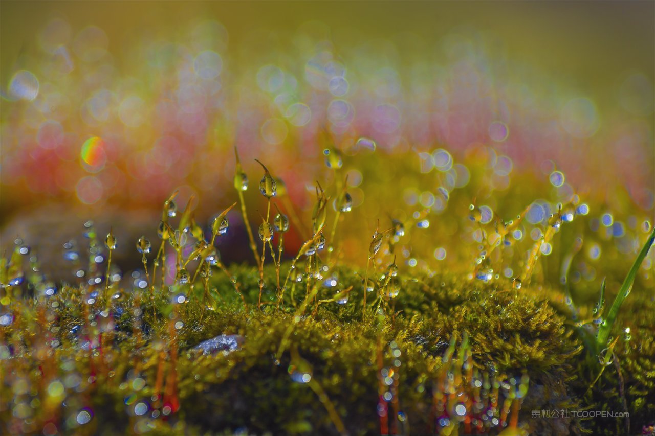 高清苔藓植物图片