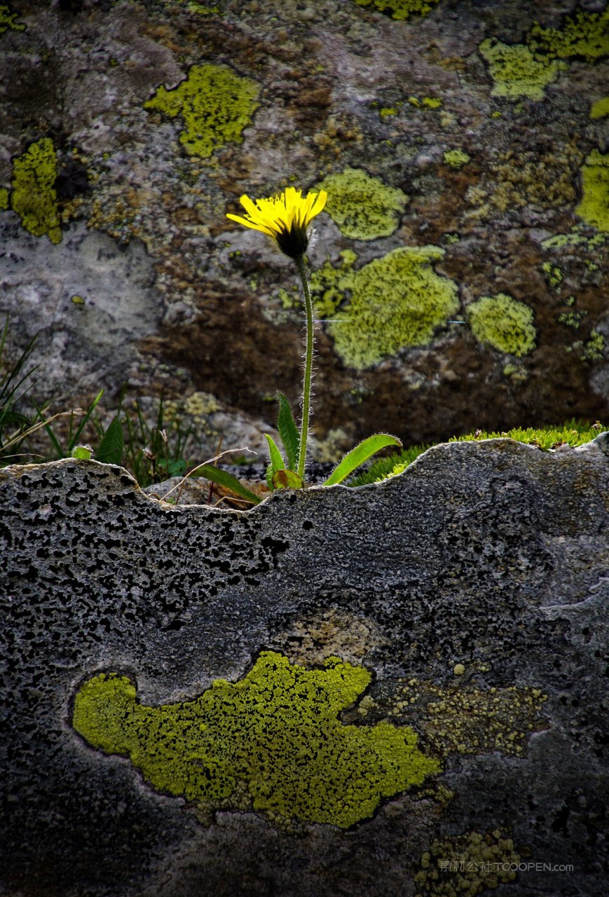 植物花朵苔藓风景画图片