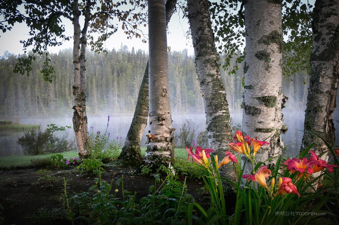 白桦树白桦林高清图片