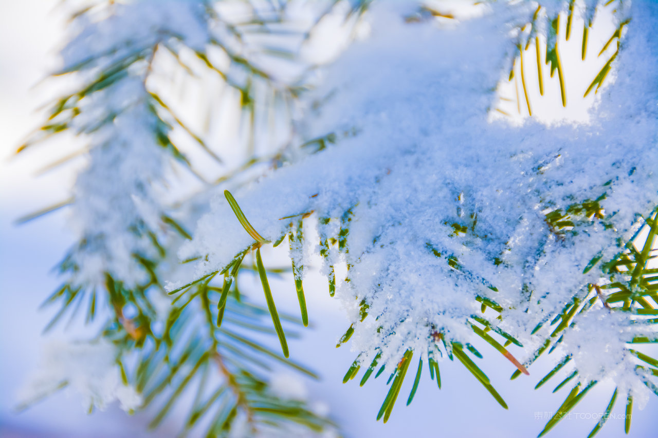 松树雪景高清风景画图片