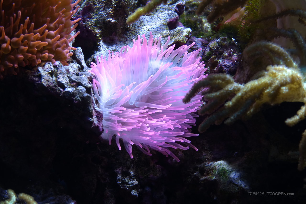 海底珊瑚游鱼摄影图片