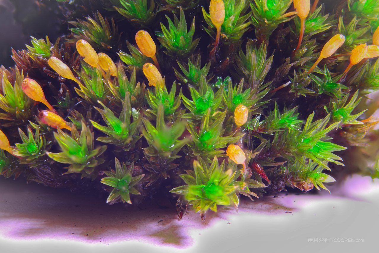 花卉植物风景画图片