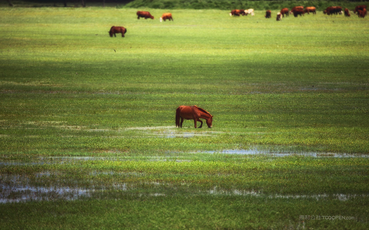 草原与马群风景画