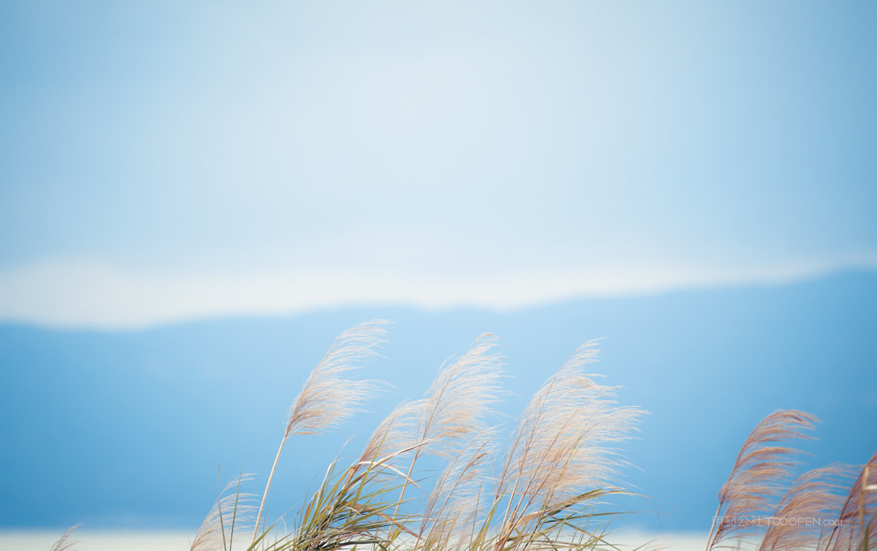高清芦苇丛风景画图片