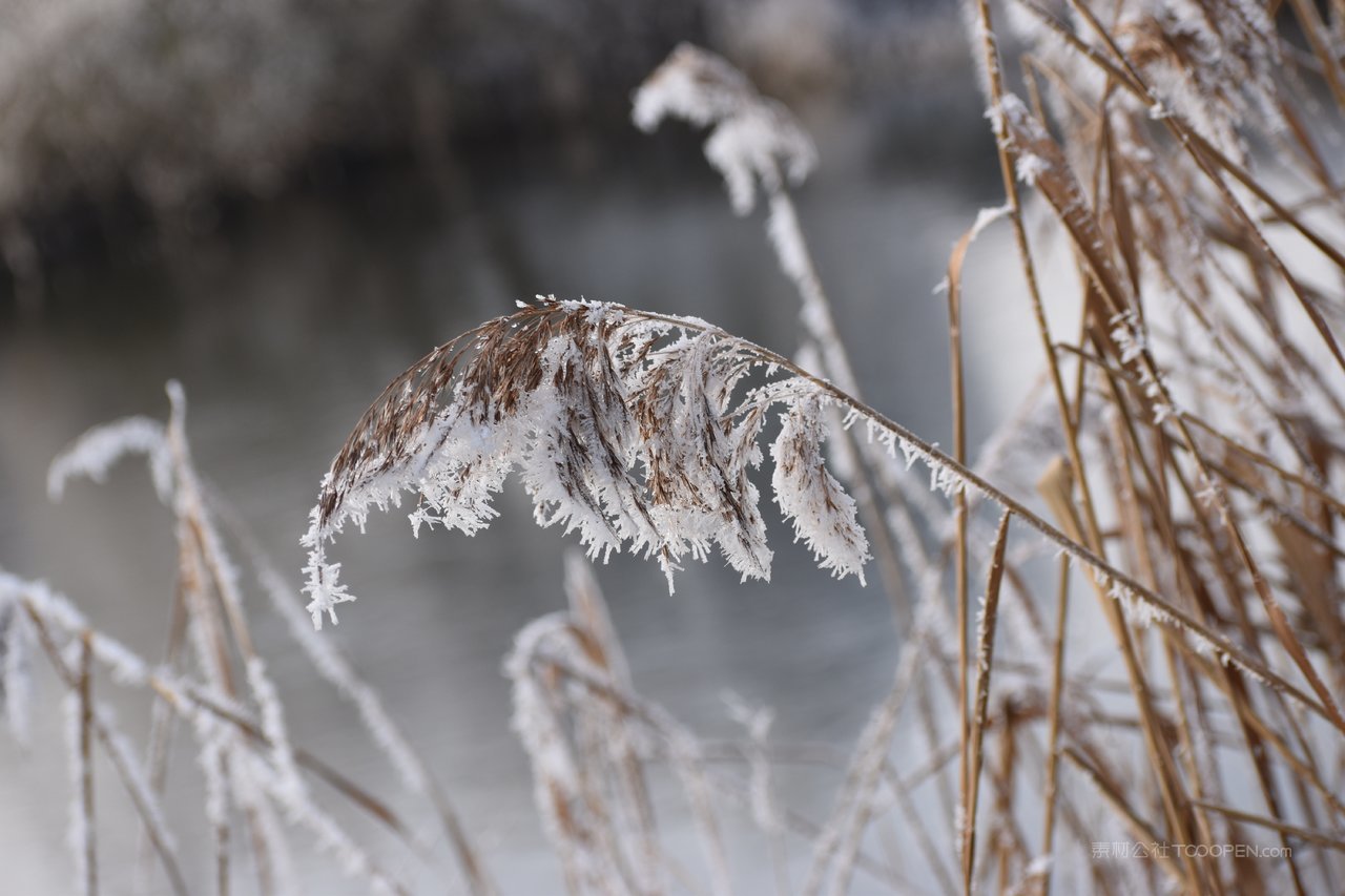 芦苇丛高清风景画图片