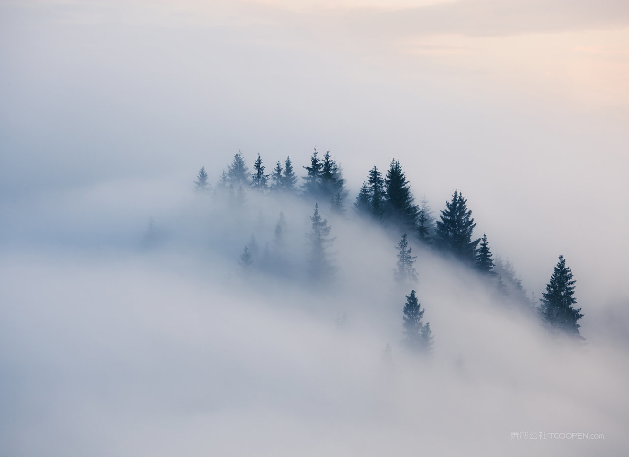 薄雾森林风景画图片