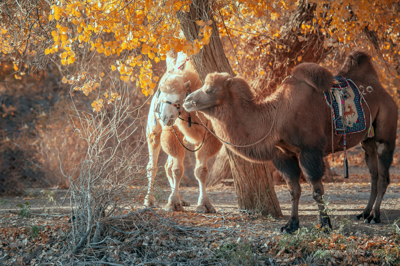 额济纳旗胡杨林