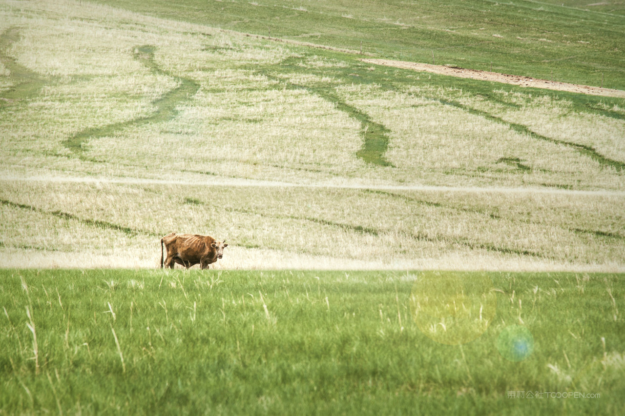 内蒙古锡林郭勒大草原风景