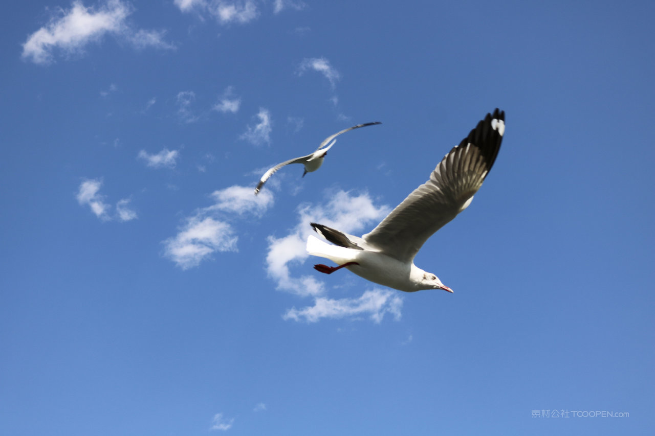 海鸥高清风景画
